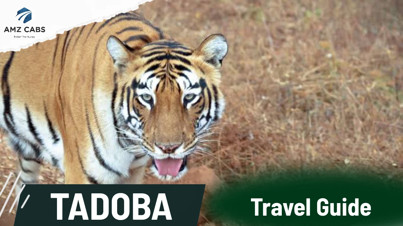 Tadoba Travel Guide