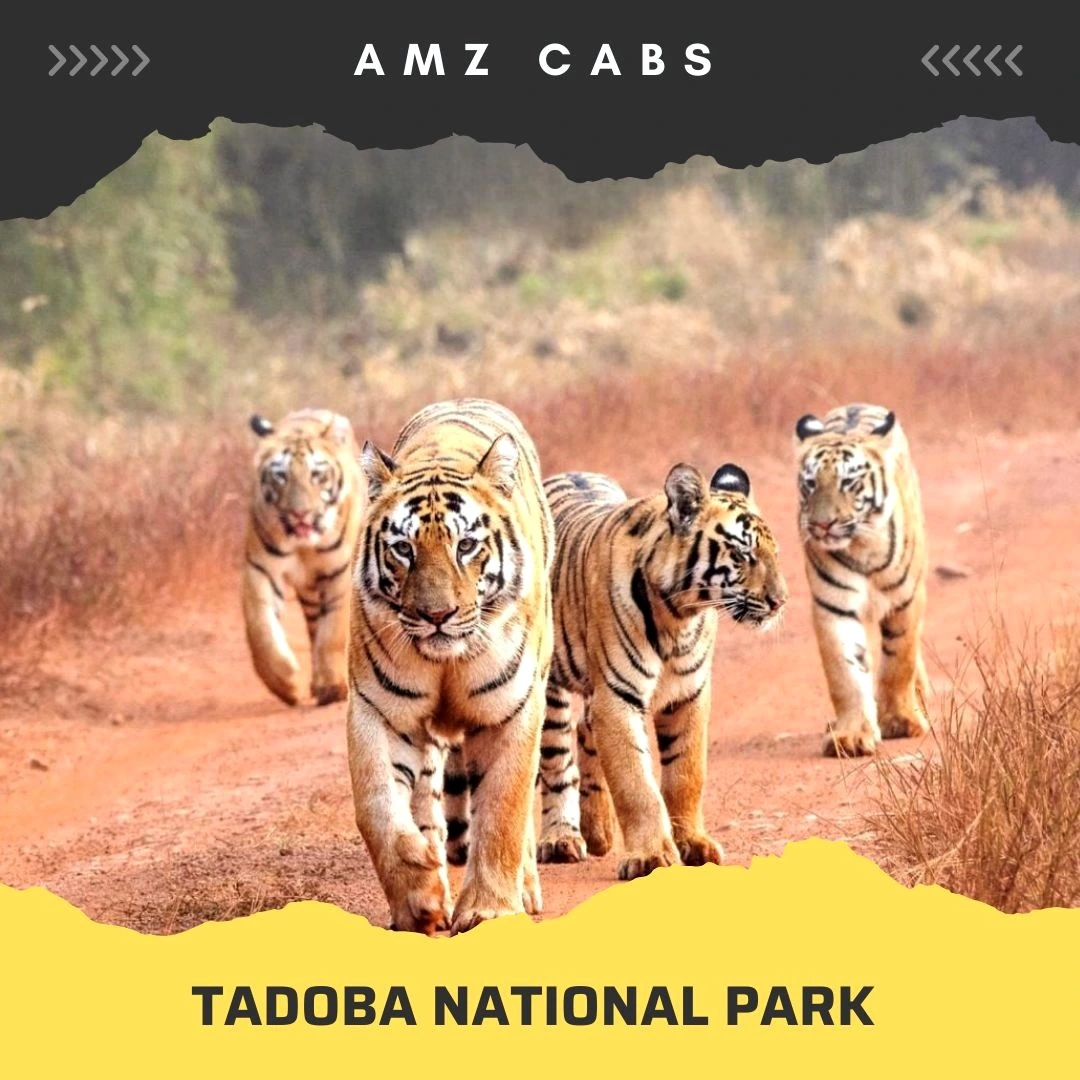 Tadoba National Park